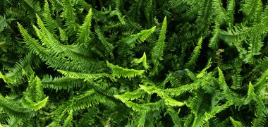 Koyu yeşil yapraklar doğal olarak nemlidir..