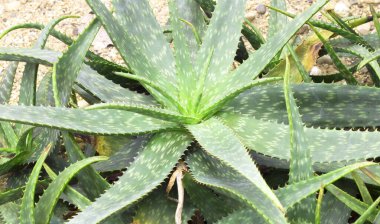 Aloe Vera güneş ışığını seven bir bitkidir..