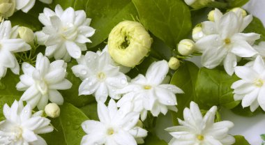 Beyaz yasemin çiçekleri doğal olarak açar..