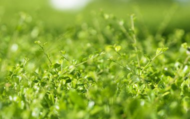 Doğal yeşil yaprak bokeh arkaplanı