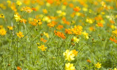 Bahçede açan güzel kozmos çiçekleri
