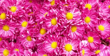 Pembe kasımpatı çiçekleri çiçek açıyor arka plan tasarımı