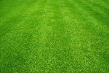 Çimen alanı Yeşil çimen arkaplanı