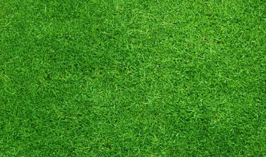 Çimen alanı Yeşil çimen arkaplanı