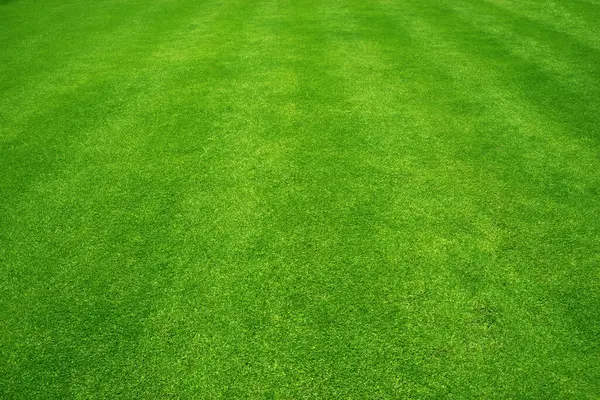 Çimen alanı Yeşil çimen arkaplanı