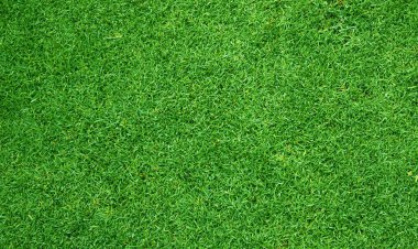 Çimen alanı Yeşil çimen arkaplanı