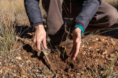 manos sacando una trufa negra de un agujero