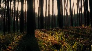 Güneş ışınları ve ışınları ile atmosferik orman: sağa doğru titreşimli panorama. Güneş ışınları yaz ormanındaki ağaçların karanlık gövdelerinden gün batımında gelirler: mistik büyülü orman güneşli manzara. 