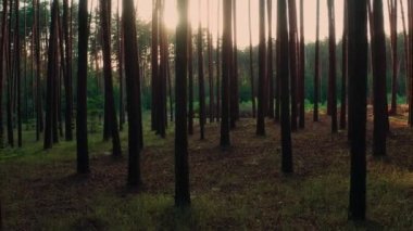 Güneş ışınları ve ışınlar, atmosferik ormandaki ağaç gövdelerinden geçip, çekimler yaparlar. Güneş ışınları yaz ormanlarında gün batımında ağaçların karanlık gövdelerine nüfuz eder: mistik büyülü orman güneşli manzara.