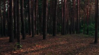 Atmosferik ormanda güneş ışınları ve ışınlar, titreşimli çekimler. Güneş ışınları yaz ormanlarında gün batımında ağaçların karanlık gövdelerine nüfuz eder. Çekimde Dolly: Sabah Çam Ormanında Ağaç Gövdesi.