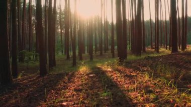Yazın, akşamları büyülü ormanda güneş ışıldar. Ormandaki çam ağaçlarının gövdelerinden ışık huzmeleri..