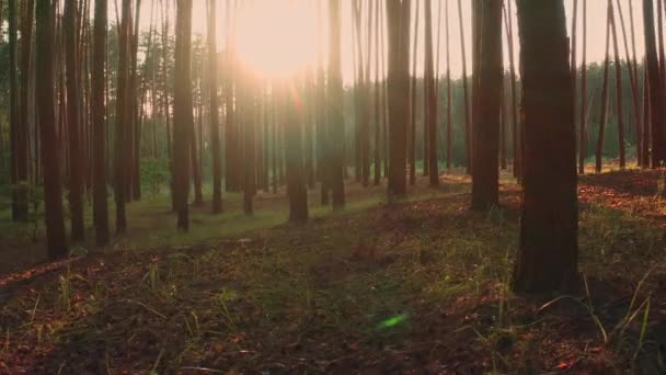 日没の夏の森の木々の暗い幹 神秘的な森の日当たりの良い風景を介して太陽の光が来る サンビームと光線の大気松の森 右のショットにジンバルパノラマ — ストック動画