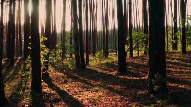 大气松林 金银花娃娃拍摄的背光夏夜 神秘神奇的森林阳光灿烂的风景 大气森林中的太阳光和光线 千兆拍全景 — 图库视频影像