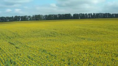 Organik bir çiftlikteki güzel bir ayçiçeği tarlasının havadan görünüşü. Geniş bir tarlada çiçek açan ayçiçeklerinin panoramik görüntüsü. Ayçiçeği yağı üretimi için ayçiçekleri.