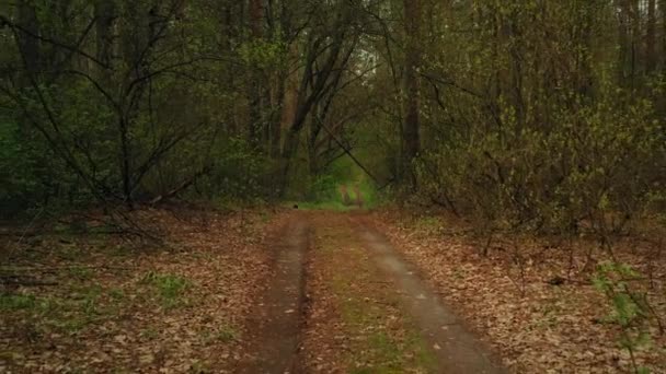 Брудна Дорога Їде Зеленому Лісі Навесні Dolly Fpv Drone Shot — стокове відео
