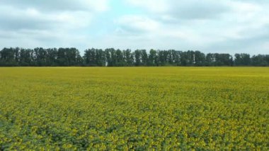 Organik bir çiftlikteki güzel bir ayçiçeği tarlasının havadan görünüşü. Geniş bir tarlada çiçek açan ayçiçeklerinin panoramik görüntüsü. Ayçiçeği yağı üretimi için ayçiçekleri.