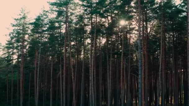 森林边缘的树干 棕色树干 高大而茂密的松树 阳光透过松树的树冠射出光芒 全景向右投篮 — 图库视频影像
