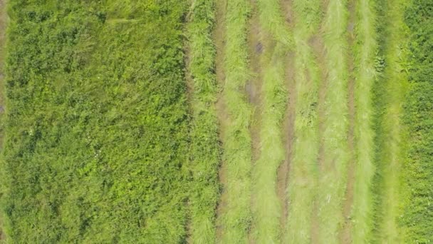 Tractor Mows Green Grass Dry Hay Top View Overhead Aerial — Stock Video