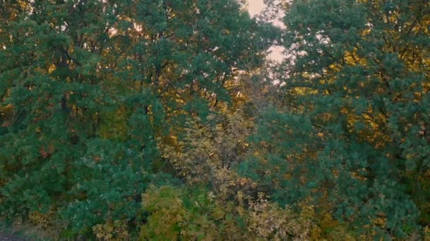 Parlak Yeşil Ağaç Yapraklarının Arasından Güneş Parlıyor Sabahın Erken Saatlerinde — Stok video
