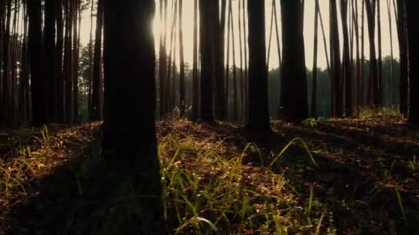 太陽は松の木の冠を通して輝きます 左のショットへのパノラマ 森の端に木の幹 背の高い密生した松の木の茶色の幹 — ストック動画