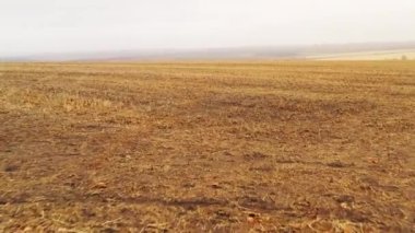 Drone FPV flight over empty fields where the crop was recently harvested. Field country landscape: the land of the field moves at high speed in the frame towards the flight.