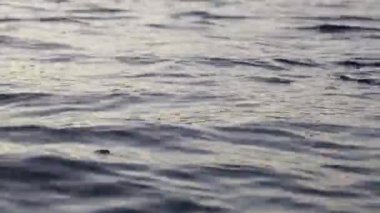 Doğal berrak nehir suyu. Su yüzeyi dalgaları, doğal berrak su. Sığ Su Dalgaları yüzeyi - Akşam nehrinin dokusu.