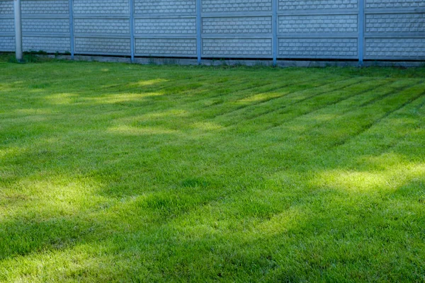緑の芝生の芝生 灰色のフェンスの近くの草の自然芝生が均等にトリミングされ ずさんな 緑の自然の芝生のための非専門的なケア — ストック写真