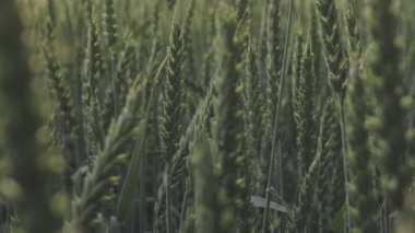 Güneş ışığı altında yetişen buğday tarlasının yakından görünüşü, gövdesi ve dalları olan doğal çimen ve ağaçlarla çevrili.