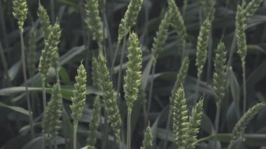 Büyüme safhalarında buğday tarlalarının zarafetini gösteren büyüleyici bir video. Rüzgarda sallanan ve karanlıkta gelişen bitkilerin yakın çekim görüntüleri.