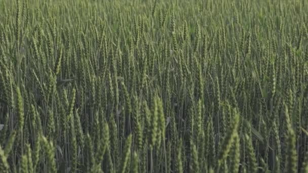 Ein Riesiges Feld Von Khorasan Weizen Einer Art Landpflanze Aus — Stockvideo
