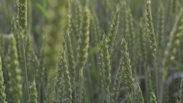 Bir Buğday Tarlasına Yakın Çekim Bir Karasal Bitki Güneşin Altında — Stok video