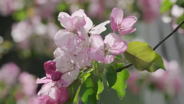一棵生机勃勃的洋红色花朵在苹果树枝条上绽放 这种开花的植物吸引了传粉者 给地面植物生态系统增添了美丽 — 图库视频影像