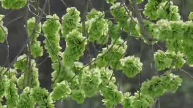 Bir ağaç dalından sarkan yeşil bitkiler, çiçek açan bitkiler, yıllık bitkiler ve alt çalılar da dahil olmak üzere çeşitli karasal bitkiler