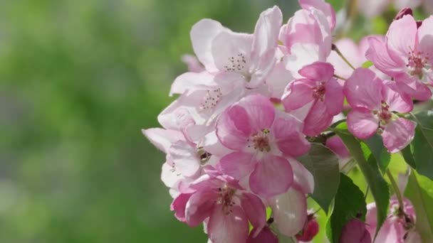 Çiçek Açan Bir Ağaç Dalındaki Güzel Pembe Beyaz Taç Yapraklarının — Stok video