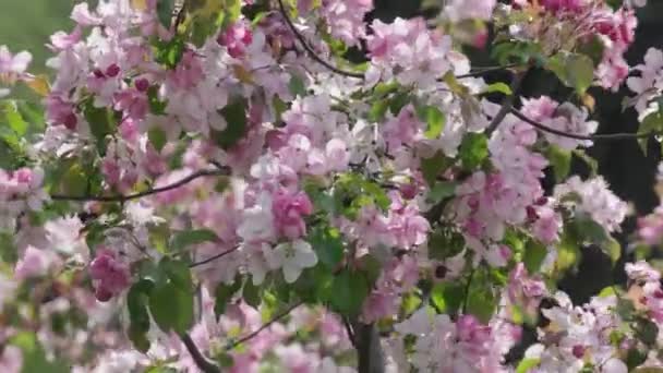Close Shrub Pink White Flowers Green Leaves Groundcover Petals Flowering — Stock Video