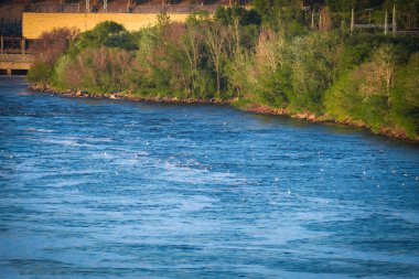 Nehir ağaçlarla kaplı, köprü arkası. Martılar zarif bir şekilde Dnipro Nehri 'nin ritmik dalgalarının üzerinde süzülür, dinamik su manzarası arasında bir özgürlük ve sükunet duygusu somutlaştırır.