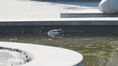 Vahşi bir ördek bir sokak çeşmesinin suyunda yüzer ve yiyecek arar. Bir ördek güneşli bir günde sokakta bir çeşmede yıkanır..