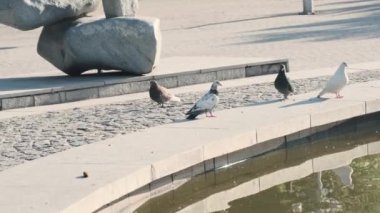 Üç kuş asfalt kaldırımda ağaçlar ve binalarla çevrili bir göletin kenarına tünemiştir. Güvercinlerden birinin gagası suya doğru dönük.
