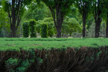 Parkta hastalık belirtileri gösteren bir ardıç çalısı. Alt dallar kuru ve kahverengi görünür, yeşil üst yapraklarla çelişir. Kentsel peyzaj sektöründe bitki sağlığı ve bakımının önemi