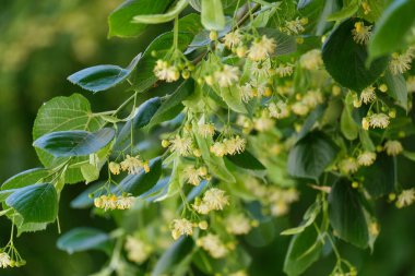 Çiçek açan ıhlamur ağaçlarının taze yeşil yaprakları ve küçük sarı çiçekleri yakın plan görüntüsü. Çiçeklenen Linden Ağacı Dallarının Yakın Çekimi