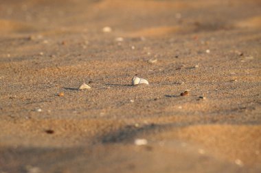 Huzurlu ve sakin bir sahil sahnesi sergilenen dağınık deniz kabukları kıyıdaki yumuşak, altın kuma karşı.