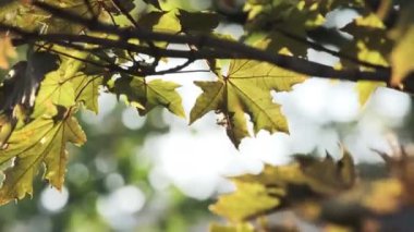 Doğal ışıkta yıkanmış canlı yeşil yaprakların yakın görüntüsü gerçek bir huzur ve huzur hissi uyandırıyor.