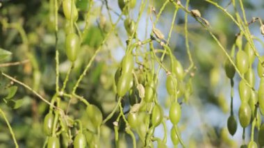 Doğal ortamdaki sarmaşıklarda bol bol büyüyen canlı yeşil tohumların yakın görüntüsü.