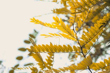 Güzel sarı yapraklar, yumuşak, bulanık bir arka plana karşı parlak bir şekilde göze çarpar. Sonbaharın gerçek özünü yakalar ve uyandırır. Bu mevsim boyunca muhteşem bir dönüşüm geçirirler.