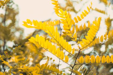 Canlı sarı yaprakların yakın görüntüsü, güzel bir şekilde sonbaharın gerçek özünü yakalıyor nefes kesen güzellik ve bu mevsim boyunca doğada çok sık rastlanan dingin atmosfer.