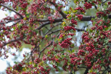 Zarif dallarda toplanmış canlı kırmızı böğürtlenlerin göz kamaştırıcı yakın görüntüsü, doğanın zarif güzelliğini ve mevsimlik yaprakların zengin dokusunu gözler önüne seriyor.