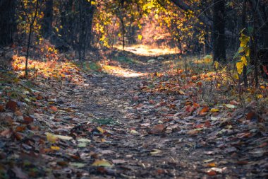 Canlı sonbahar yapraklarıyla süslenmiş dingin bir orman yolu, kırmızı ve altın sarısı, doğanın güzelliğini ve değişen mevsimleri gözler önüne sererek, sıcak güneş ışığı altında keşfe davet eder.