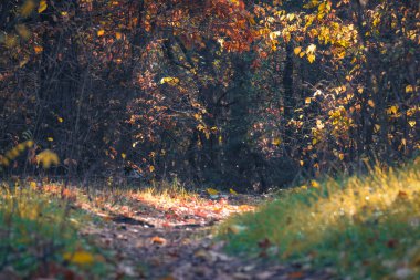 Güzel bir sonbahar sahnesinde, kaşifleri canlı yeşilliklerin tadını çıkarmaya davet eden dolambaçlı bir yol hayat ve nefes kesici manzaralarla dolu, huzurlu ve huzurlu bir kaçış sunuyor.