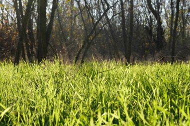 Ilık güneş ışığıyla yıkanmış ve görkemli ağaçlarla süslenmiş canlı, yemyeşil çimenler huzur ve sükuneti izleyicilerin ruhuna davet eden gerçekten huzurlu bir manzara yaratır.