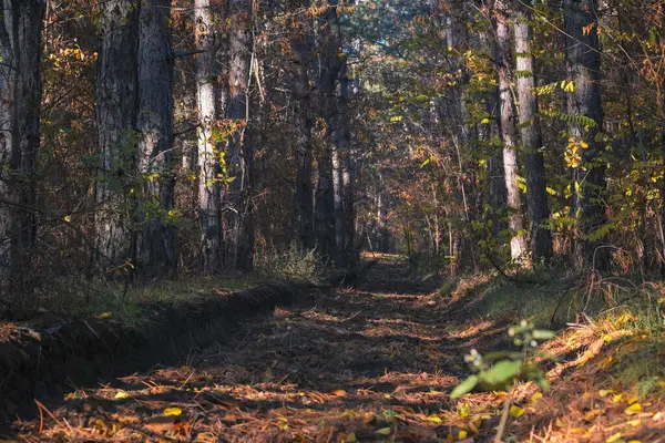 Yükselen ağaçlar ve renkli yeşilliklerle süslenmiş büyüleyici bir sonbahar ormanı yolu barışçıl keşifleri davet ediyor ve doğayla daha derin, daha anlamlı bir bağ kurmayı teşvik ediyor.